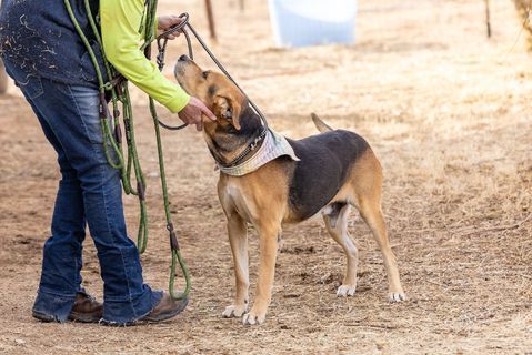 ABEL, a Adoptable mixed breed in Pearce, AZ image 3/4