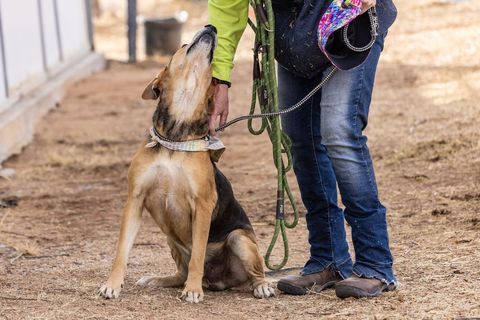 ABEL, a Adoptable mixed breed in Pearce, AZ image 4/4