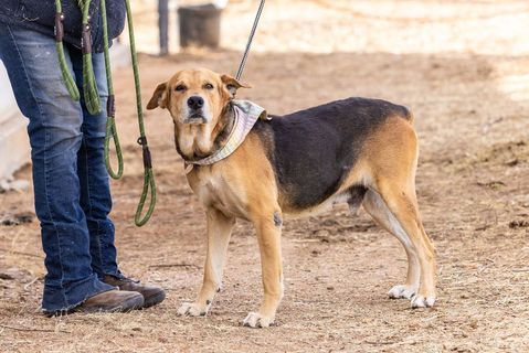 ABEL, a Adoptable mixed breed in Pearce, AZ image 1/4