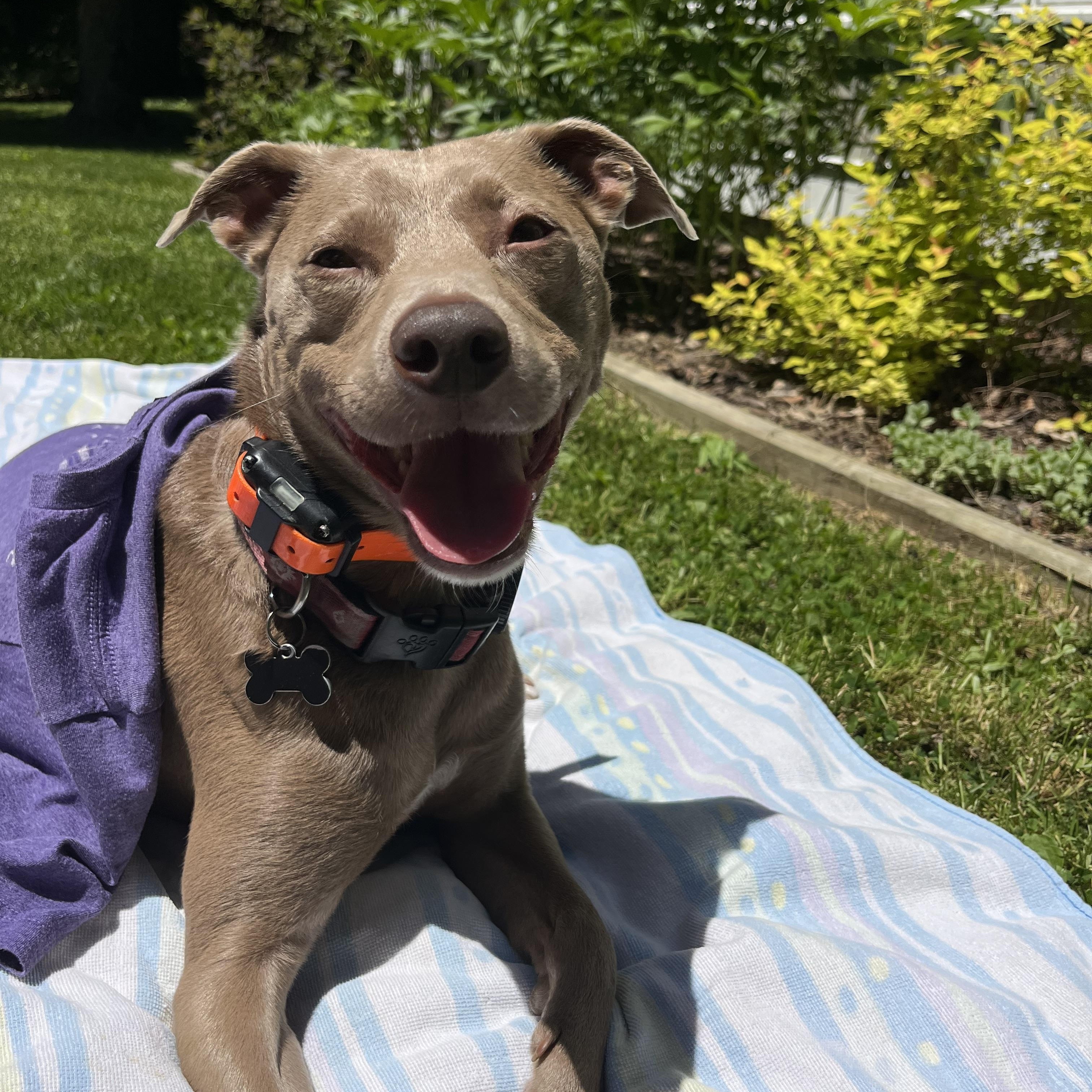 Stryker (Courtesy Post), adoptable, Adult Male Mixed Breed & Bull Terrier.