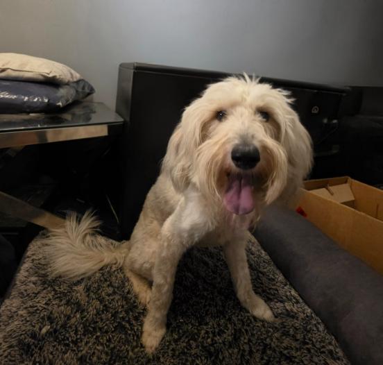 Enlarge Shay, a Adoptable mixed breed in Manvel, TX image 5/6