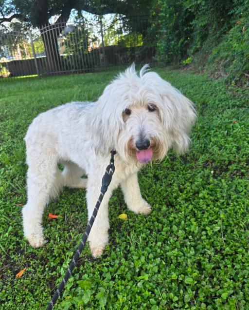 Enlarge Shay, a Adoptable mixed breed in Manvel, TX image 3/6