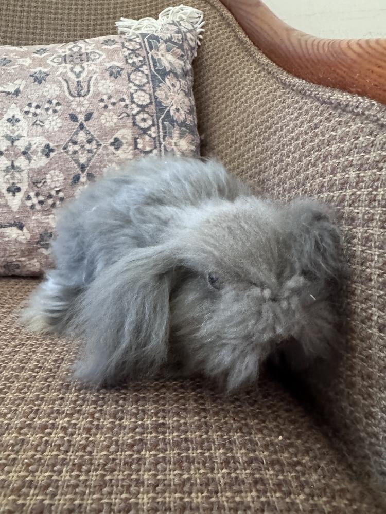 Enlarge Bean, a Adoptable Bunny Rabbit in Naples, FL image 2/4