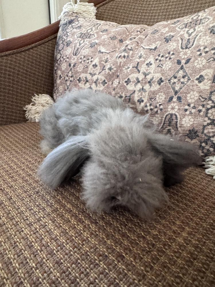 Enlarge Bean, a Adoptable Bunny Rabbit in Naples, FL image 3/4