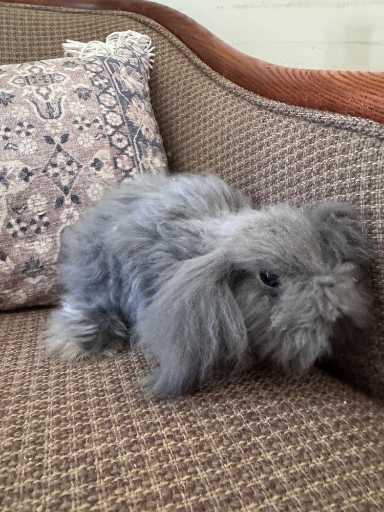 Enlarge Bean, a Adoptable Bunny Rabbit in Naples, FL image 4/4