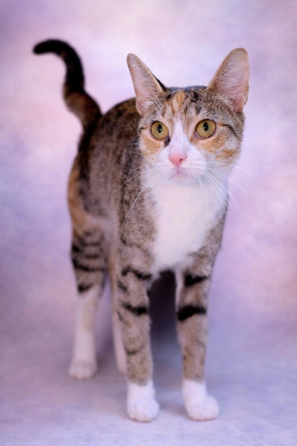 Enlarge Coco, a Adoptable mixed breed in Salem, MA image 1/1
