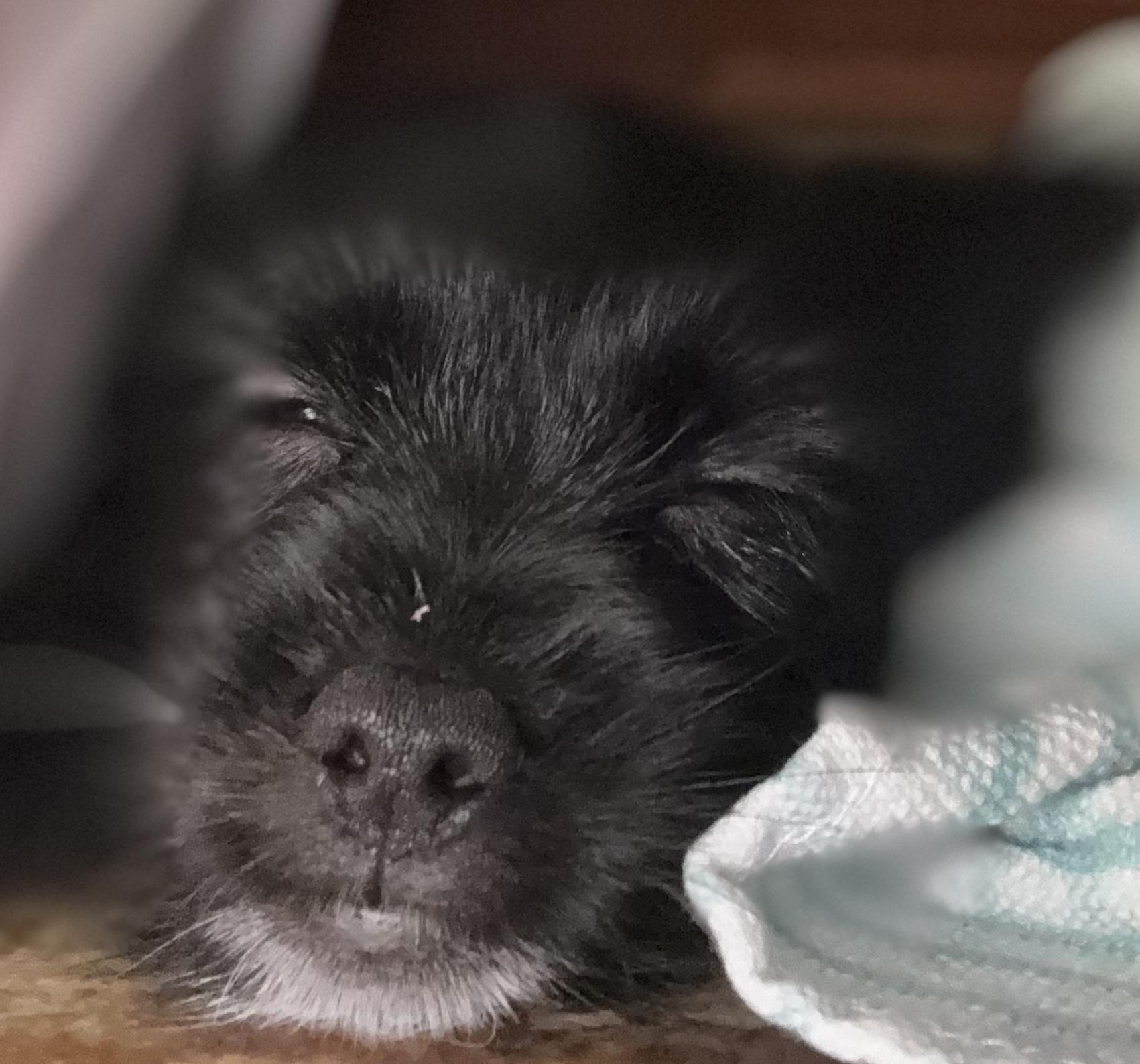Laila, ADOPTABLE, Puppy Female Morkie.