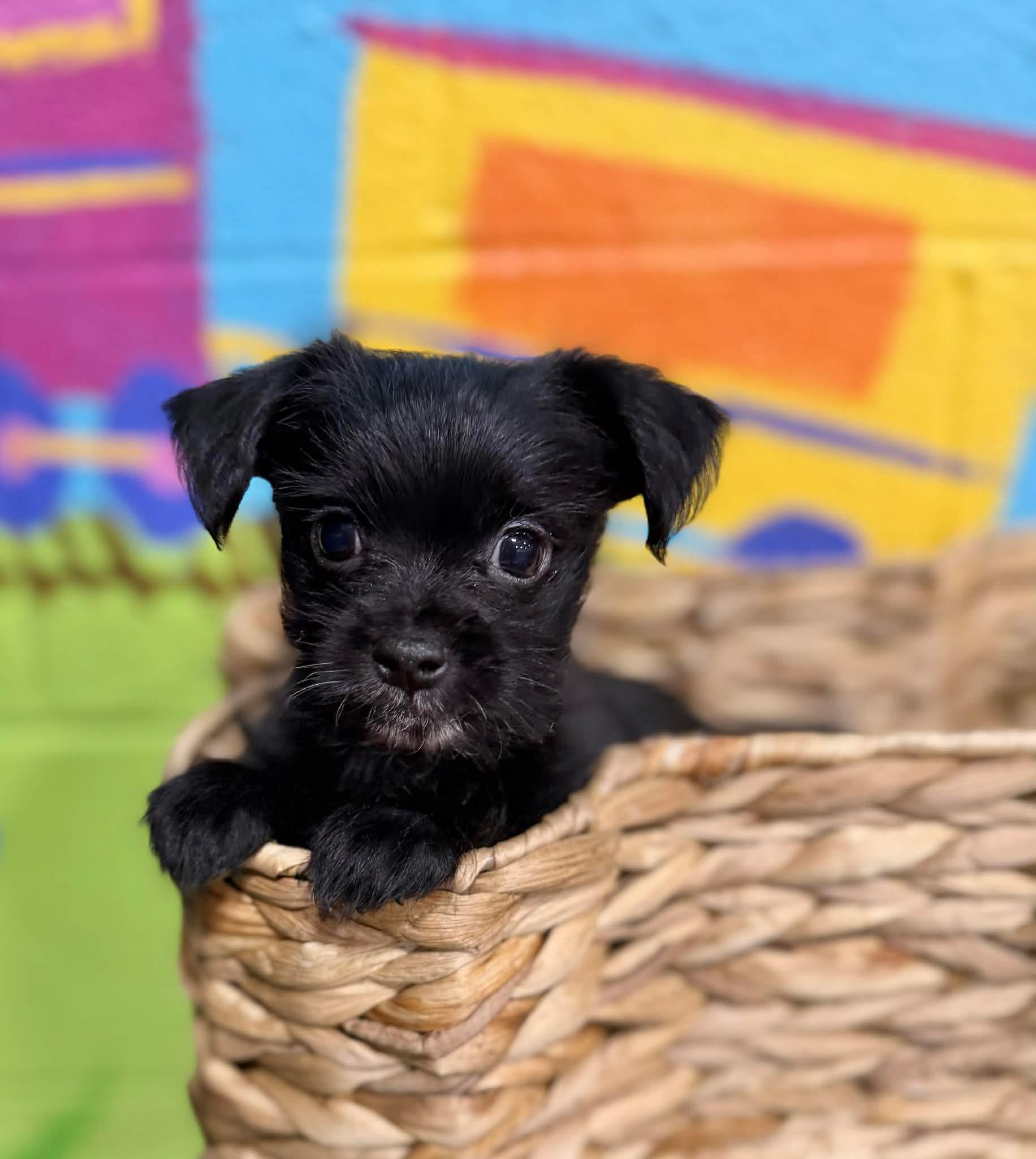Enlarge Laila, a ADOPTABLE Morkie in Antioch, TN image 4/4