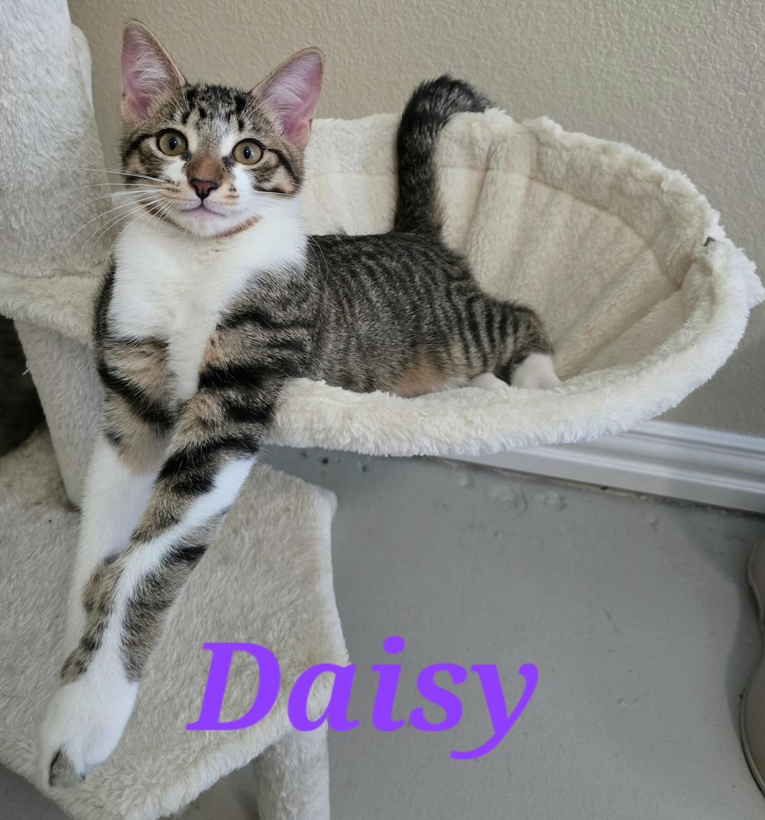 Daisy, Adoptable, Young Female Domestic Short Hair.