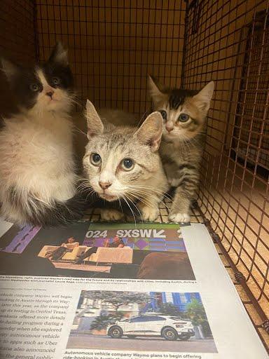 SIMONE, Adoptable, Adult Female Domestic Short Hair & Domestic Short Hair.