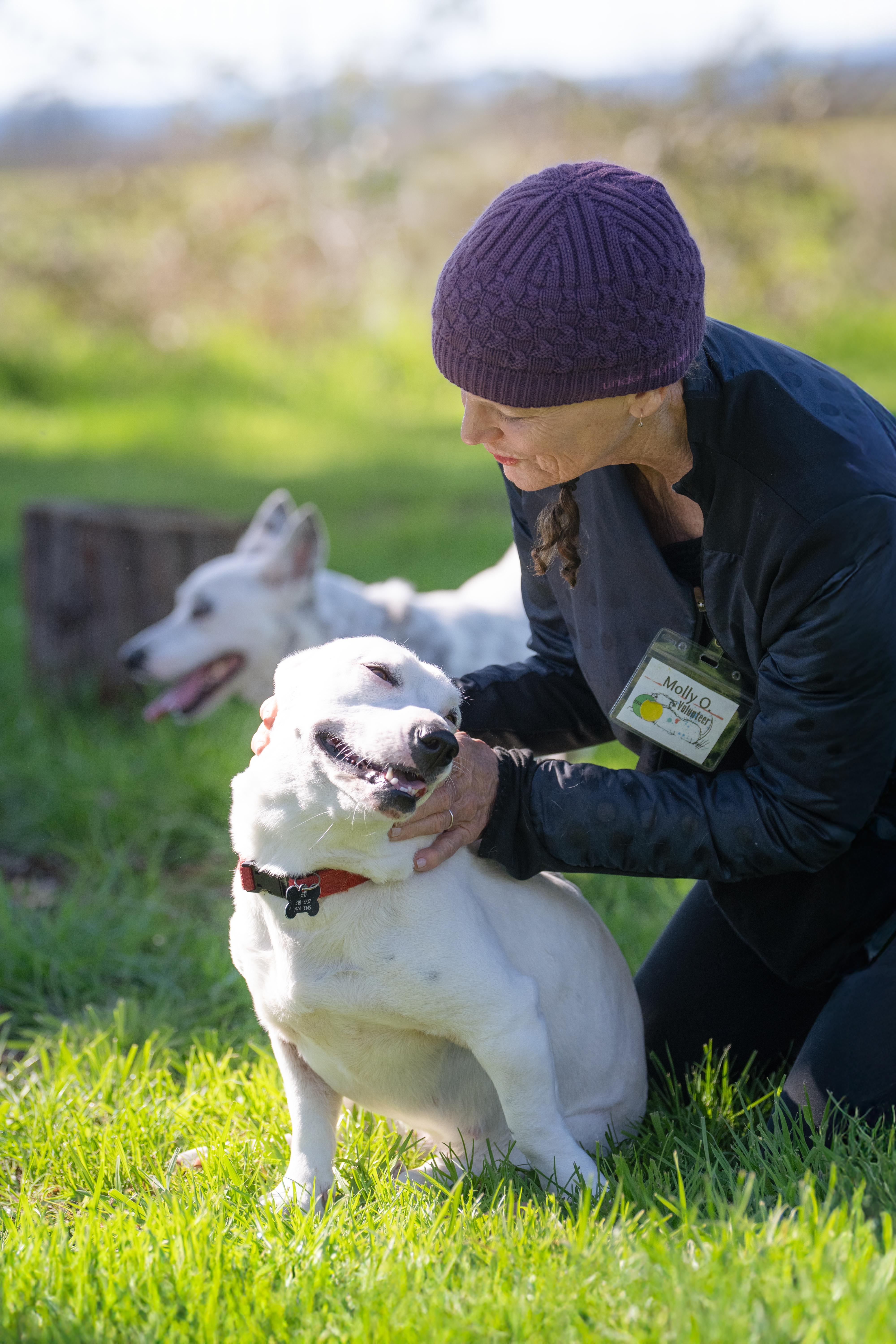 Enlarge Salt, an adoptable mixed breed in Santa Rosa, CA image 5/6