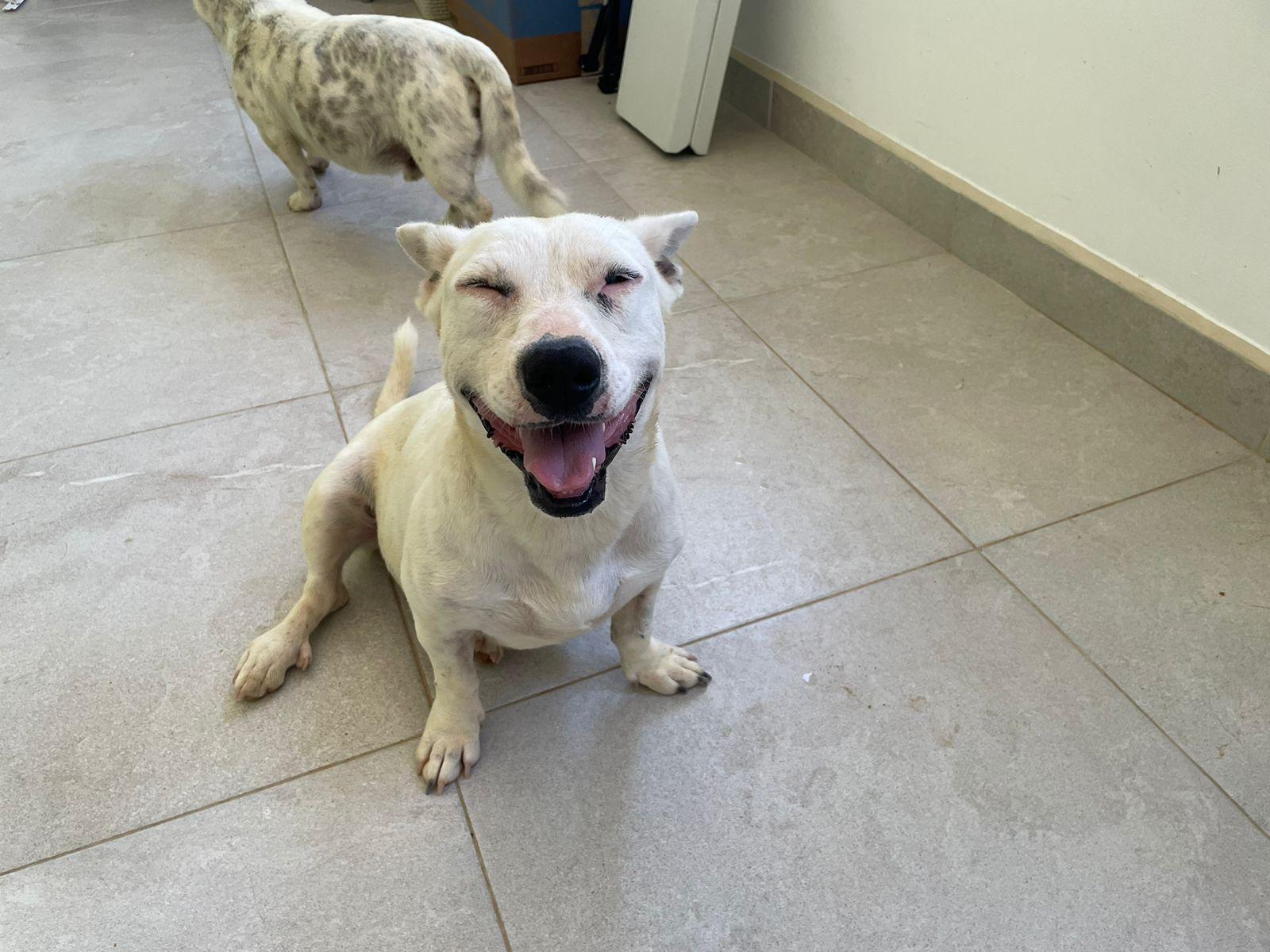 Salt, Adoptable, Young Female Corgi & Cattle Dog.