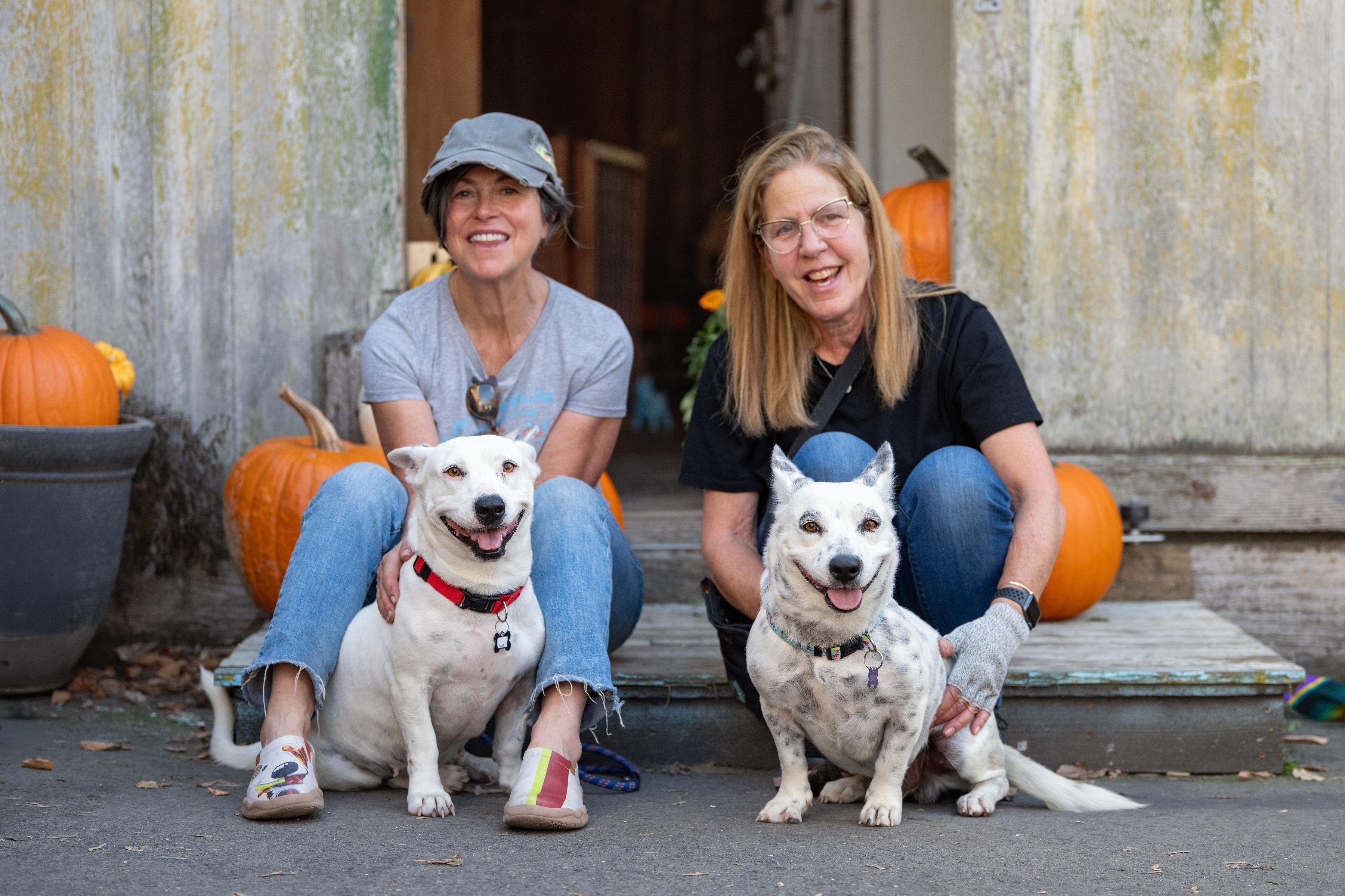 Salt, a Adoptable mixed breed in Santa Rosa, CA image 2/4