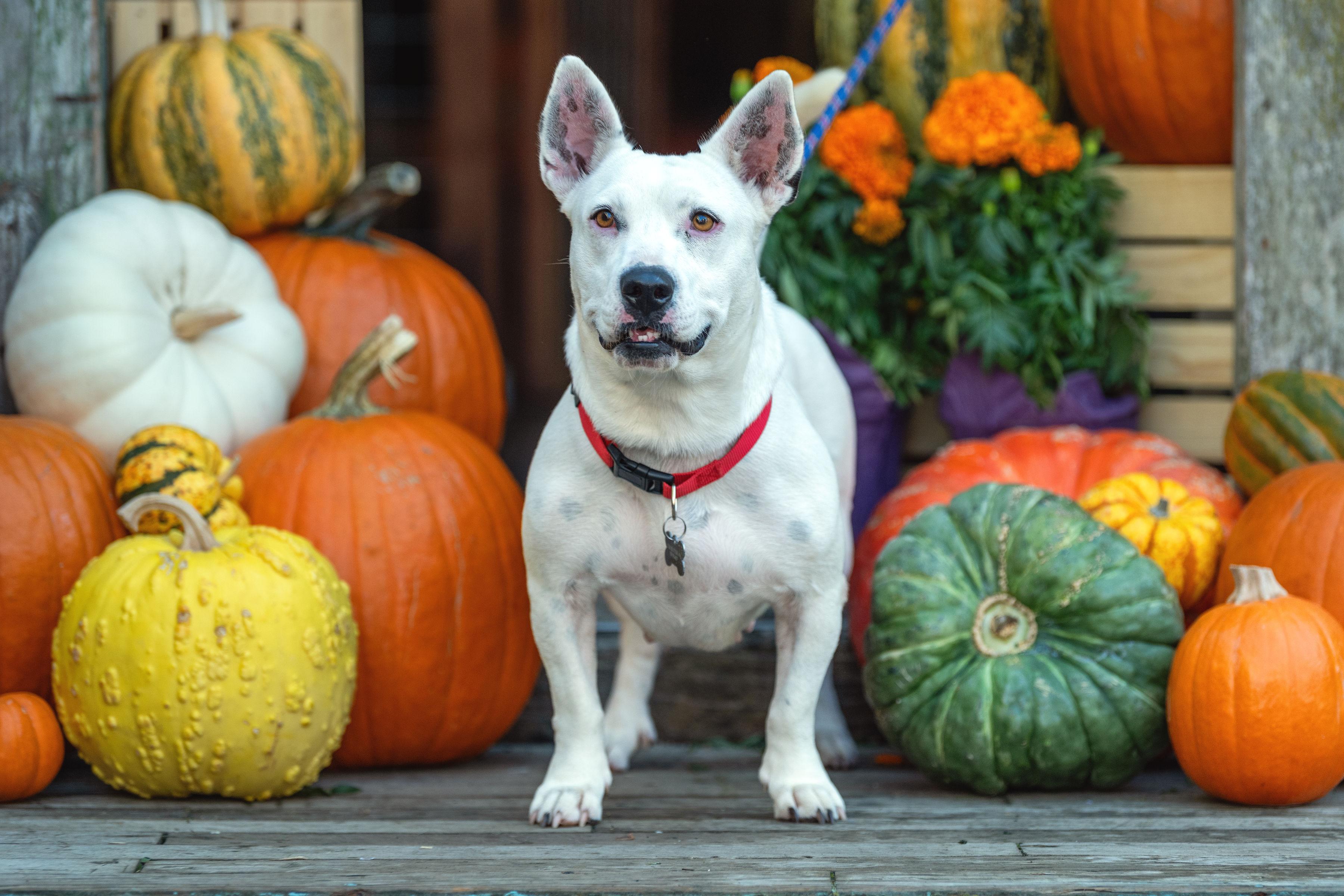 Salt, a Adoptable mixed breed in Santa Rosa, CA image 3/4