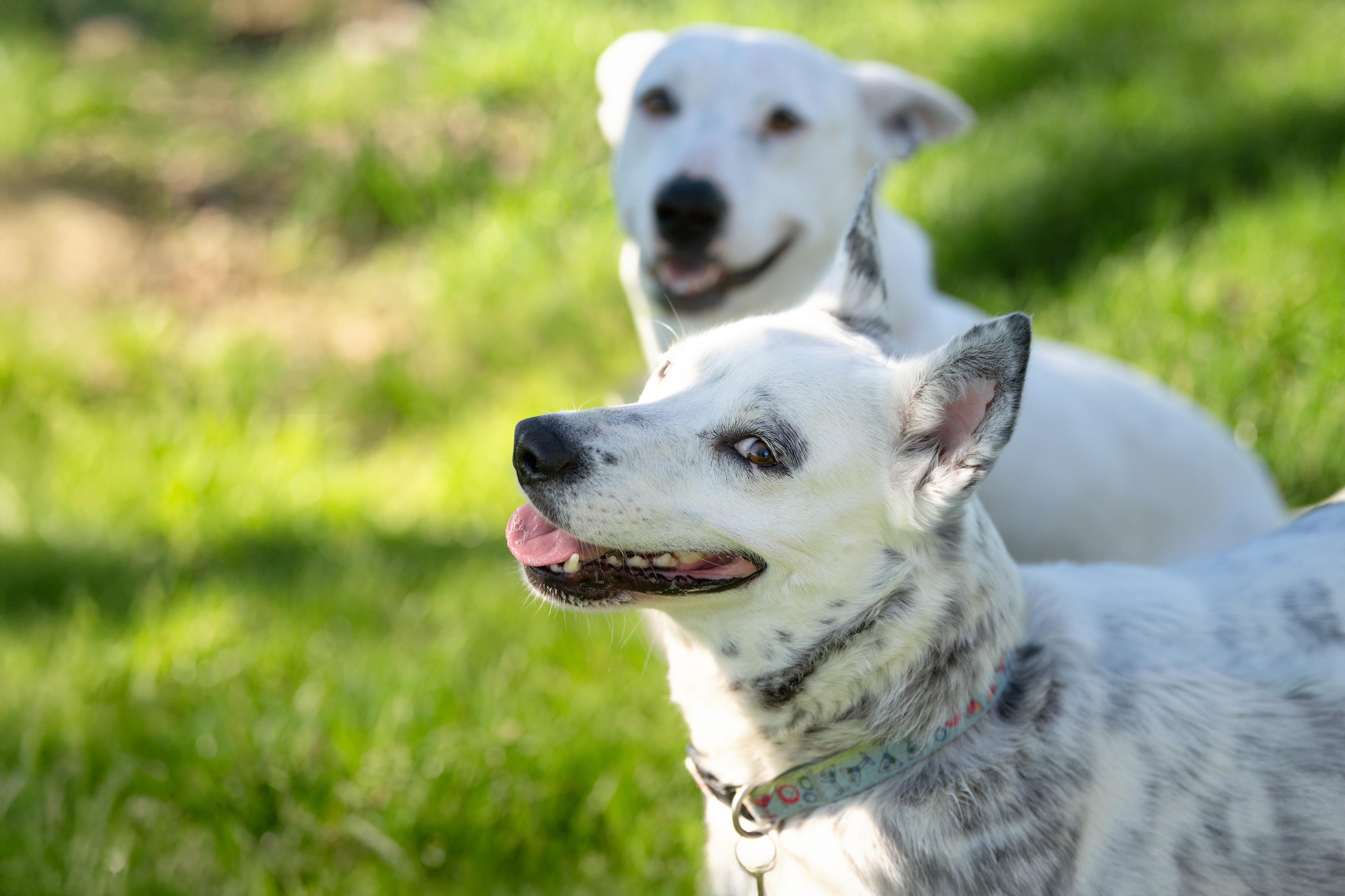 Enlarge Salt & Pepper, an adoptable mixed breed in Santa Rosa, CA image 6/6