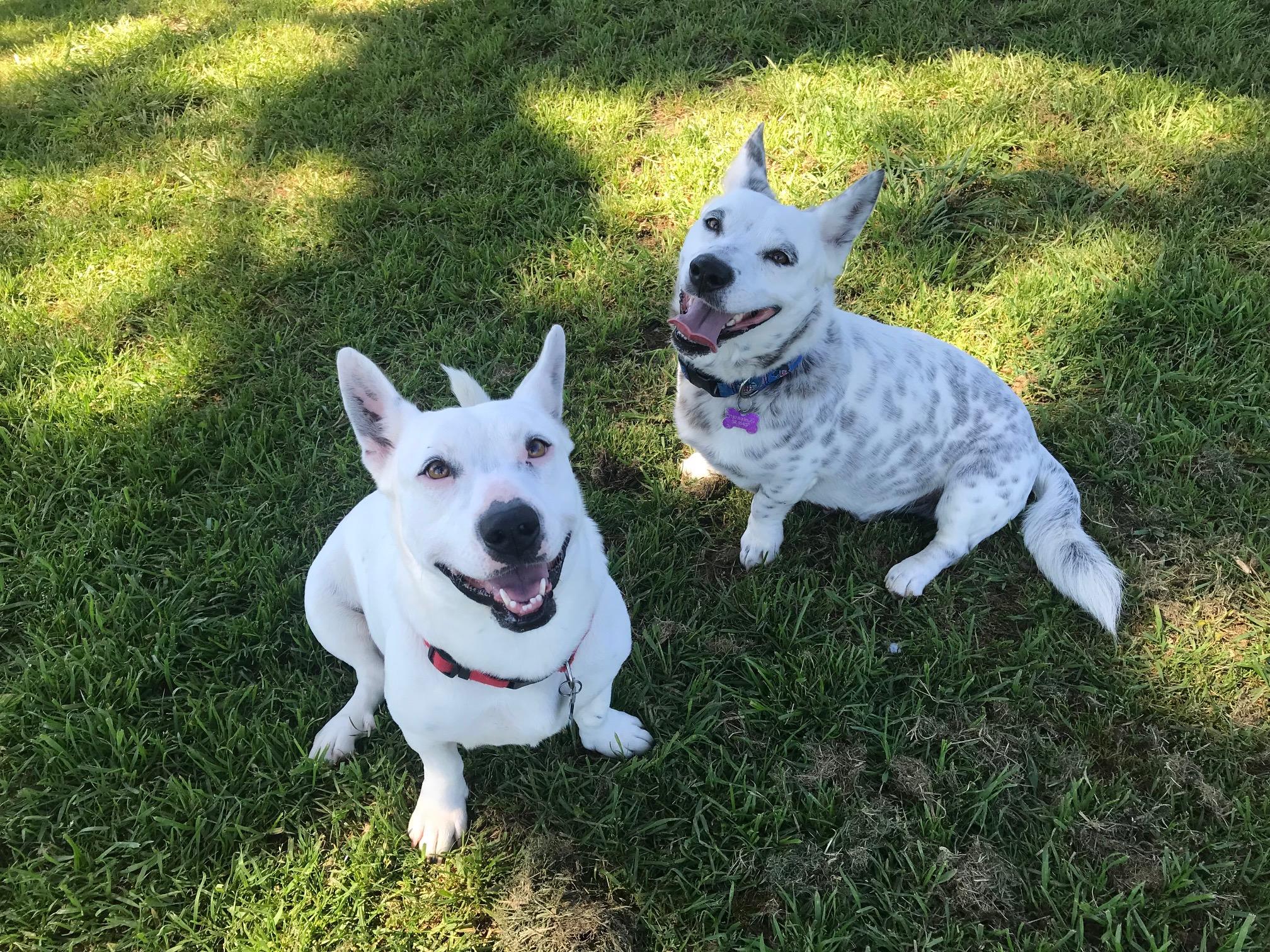 Enlarge Salt & Pepper, an adoptable mixed breed in Santa Rosa, CA image 1/6