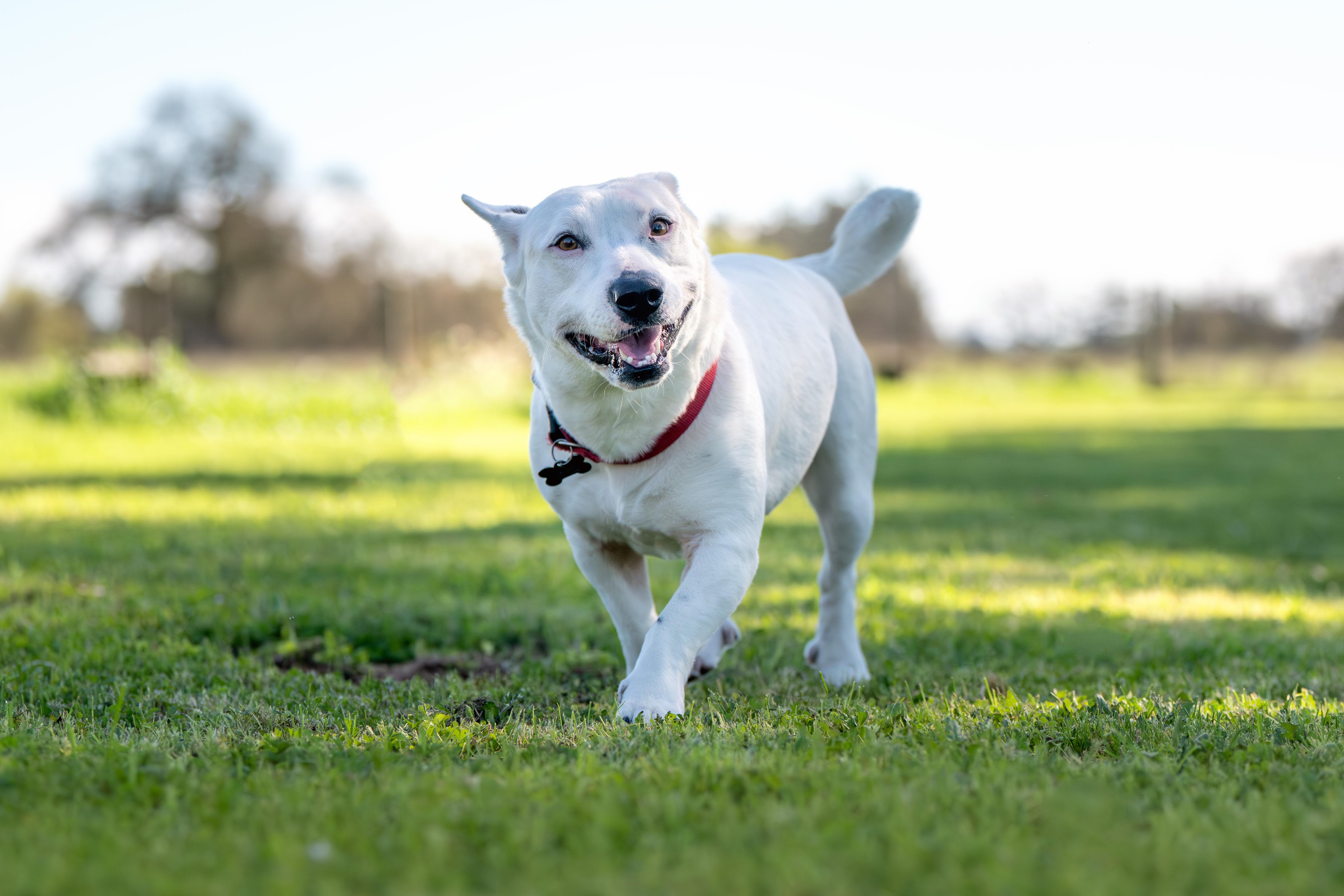 Enlarge Salt, an adoptable mixed breed in Santa Rosa, CA image 1/6