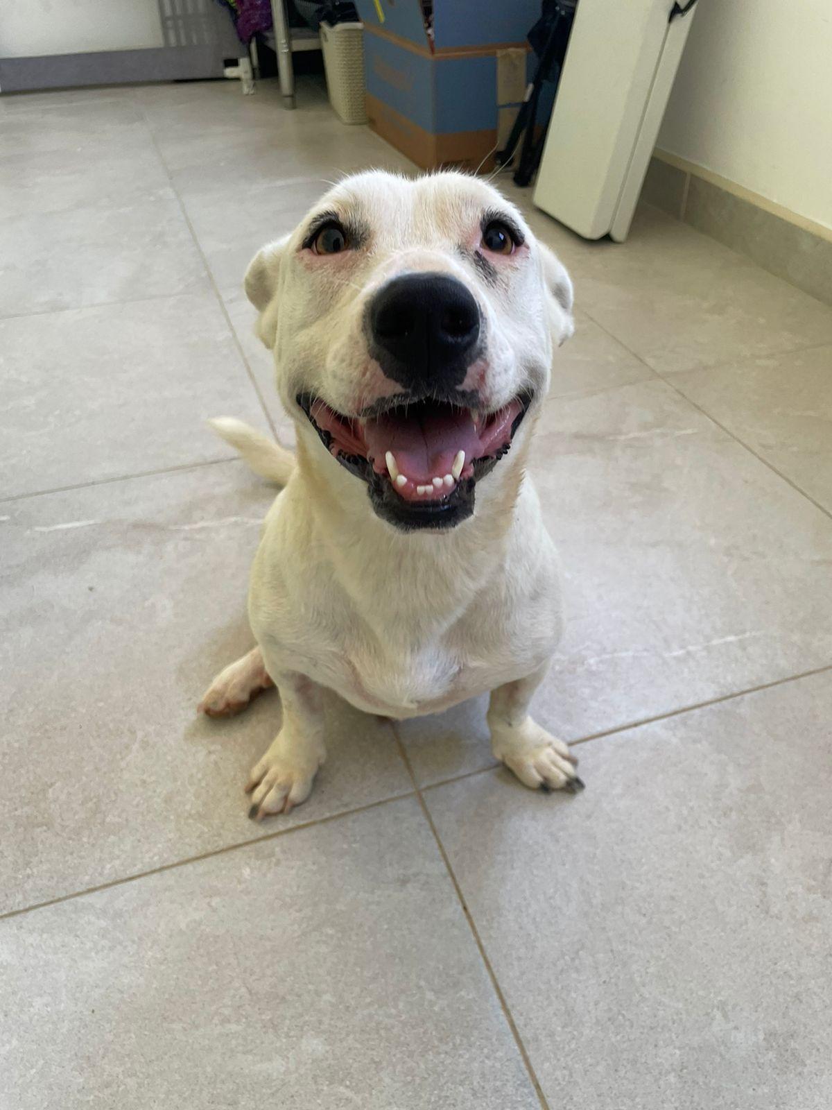 Salt, a Adoptable mixed breed in Santa Rosa, CA image 4/4