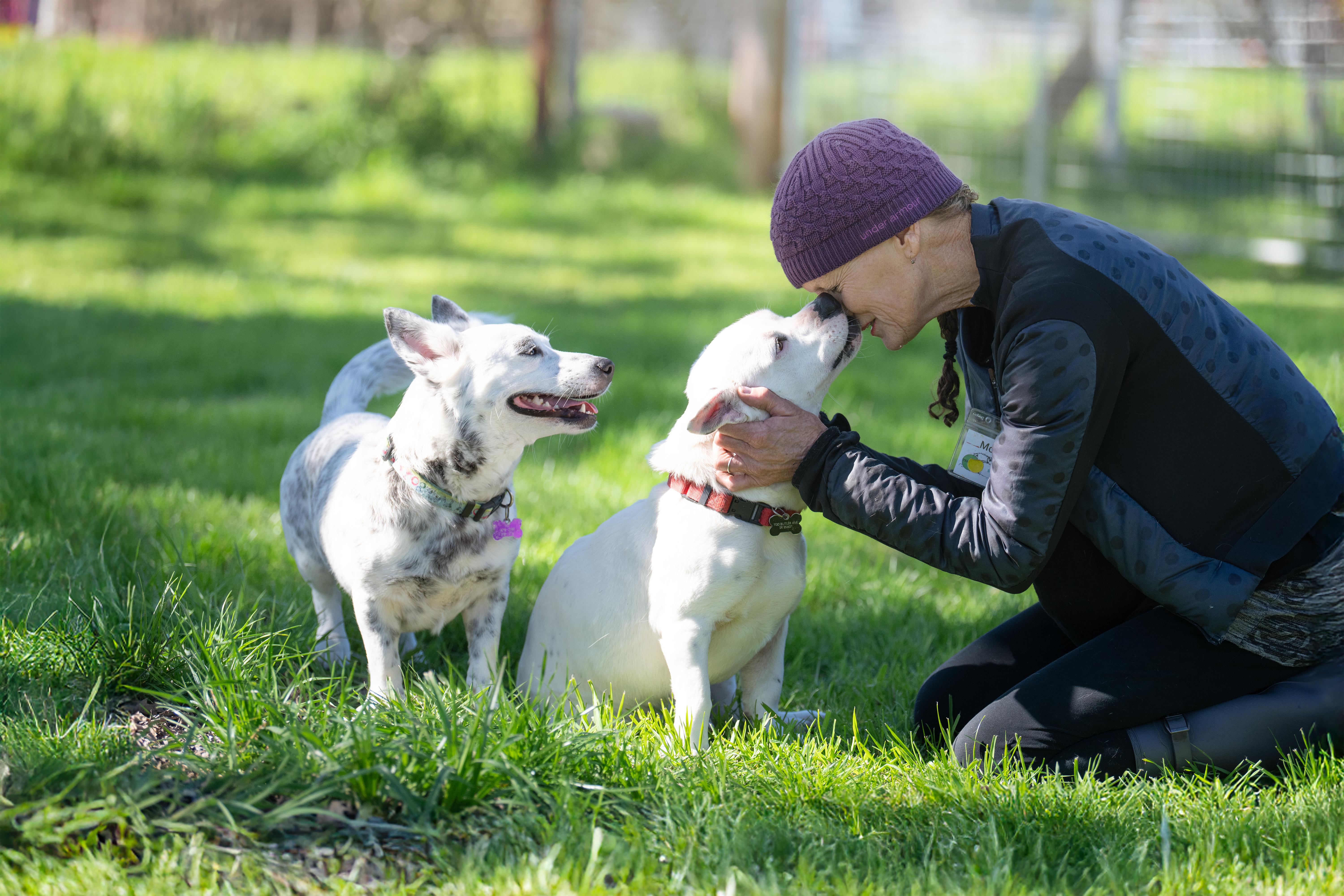 Enlarge Salt, an adoptable mixed breed in Santa Rosa, CA image 4/6