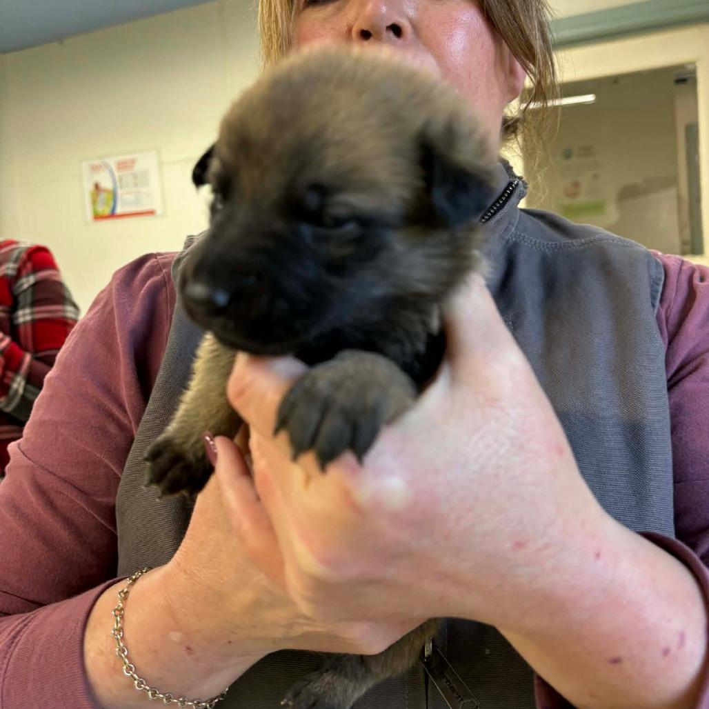 Enlarge Luna 8, a Adoptable Mixed Breed in Mount Shasta, CA image 1/4