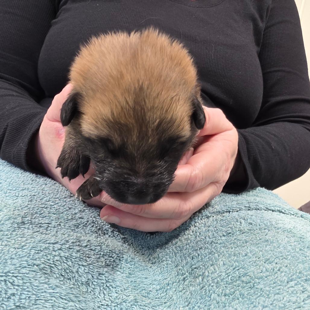 Enlarge Luna 8, a Adoptable Mixed Breed in Mount Shasta, CA image 3/4