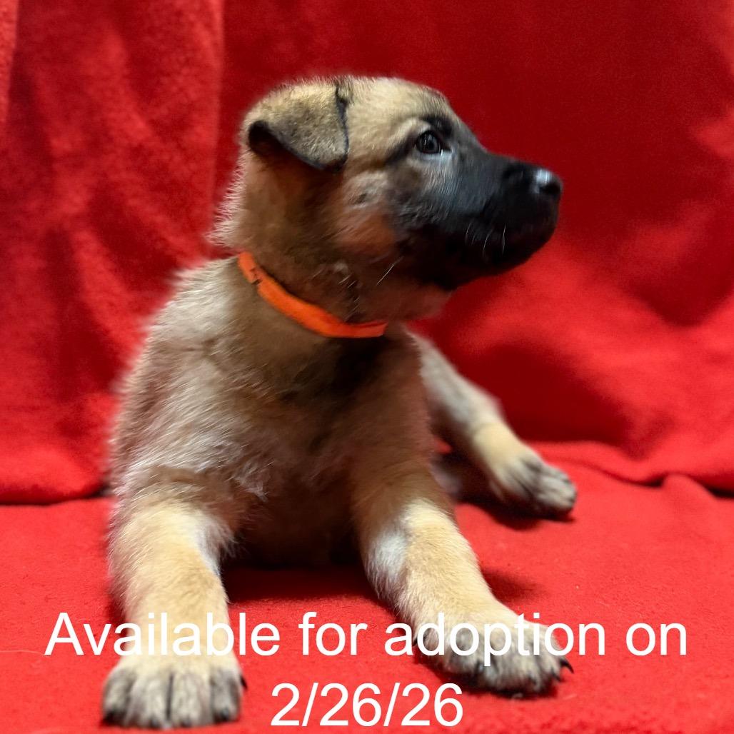 Enlarge Luna 8, a Adoptable Mixed Breed in Mount Shasta, CA image 4/4