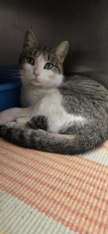 Tweety, Adoptable, Adult Female Domestic Short Hair & Domestic Short Hair.
