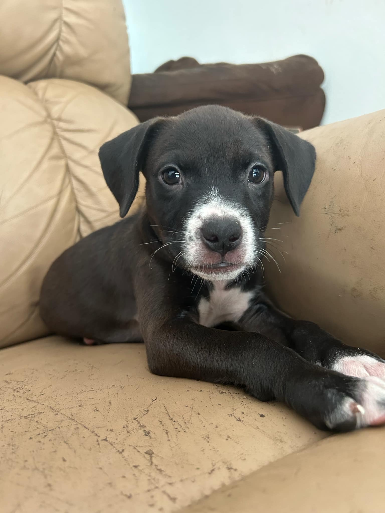 Enlarge Dill, a Adopted Mixed Breed in Wildwood, FL image 2/6