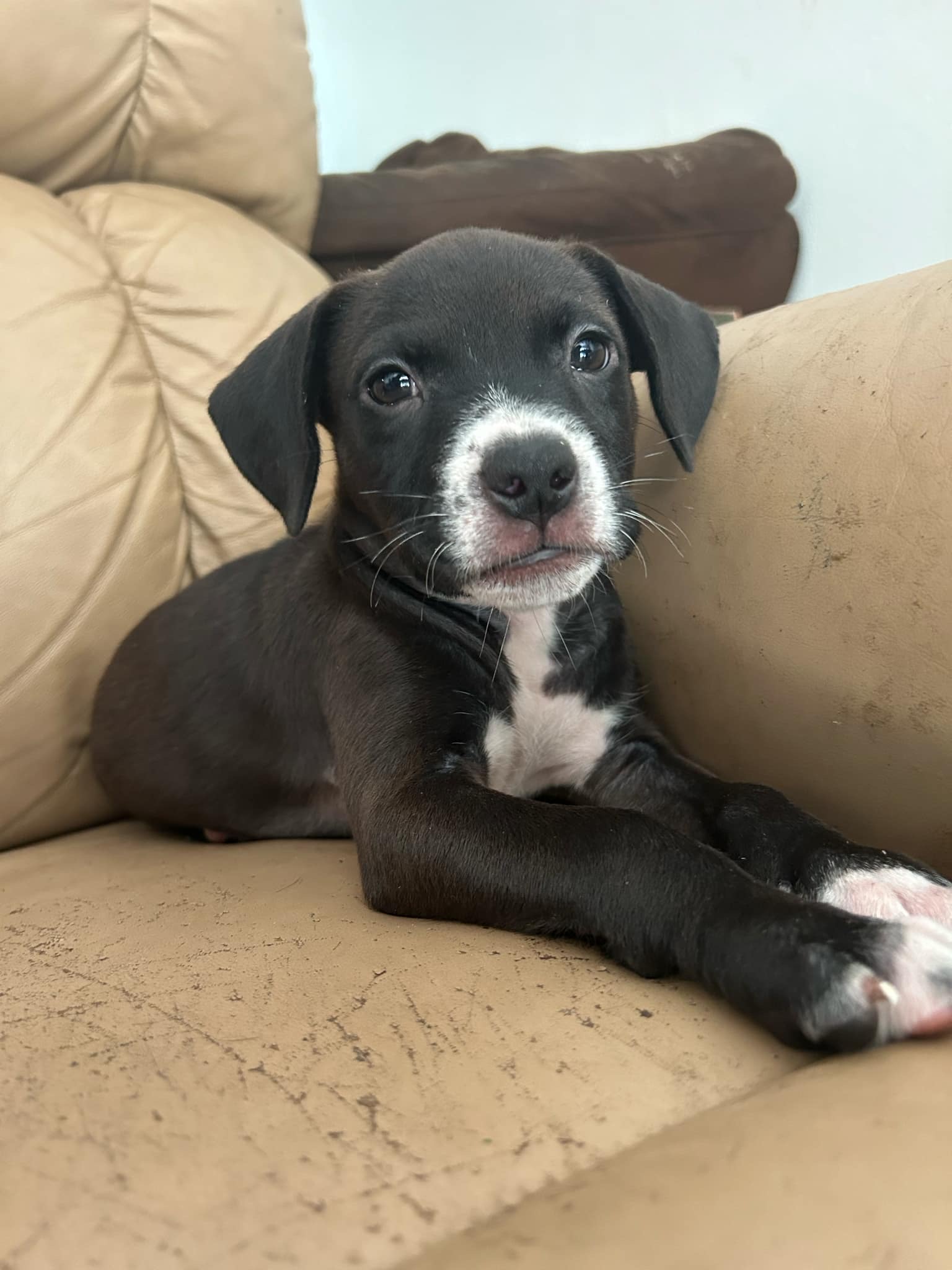 Enlarge Dill, a Adopted Mixed Breed in Wildwood, FL image 3/6