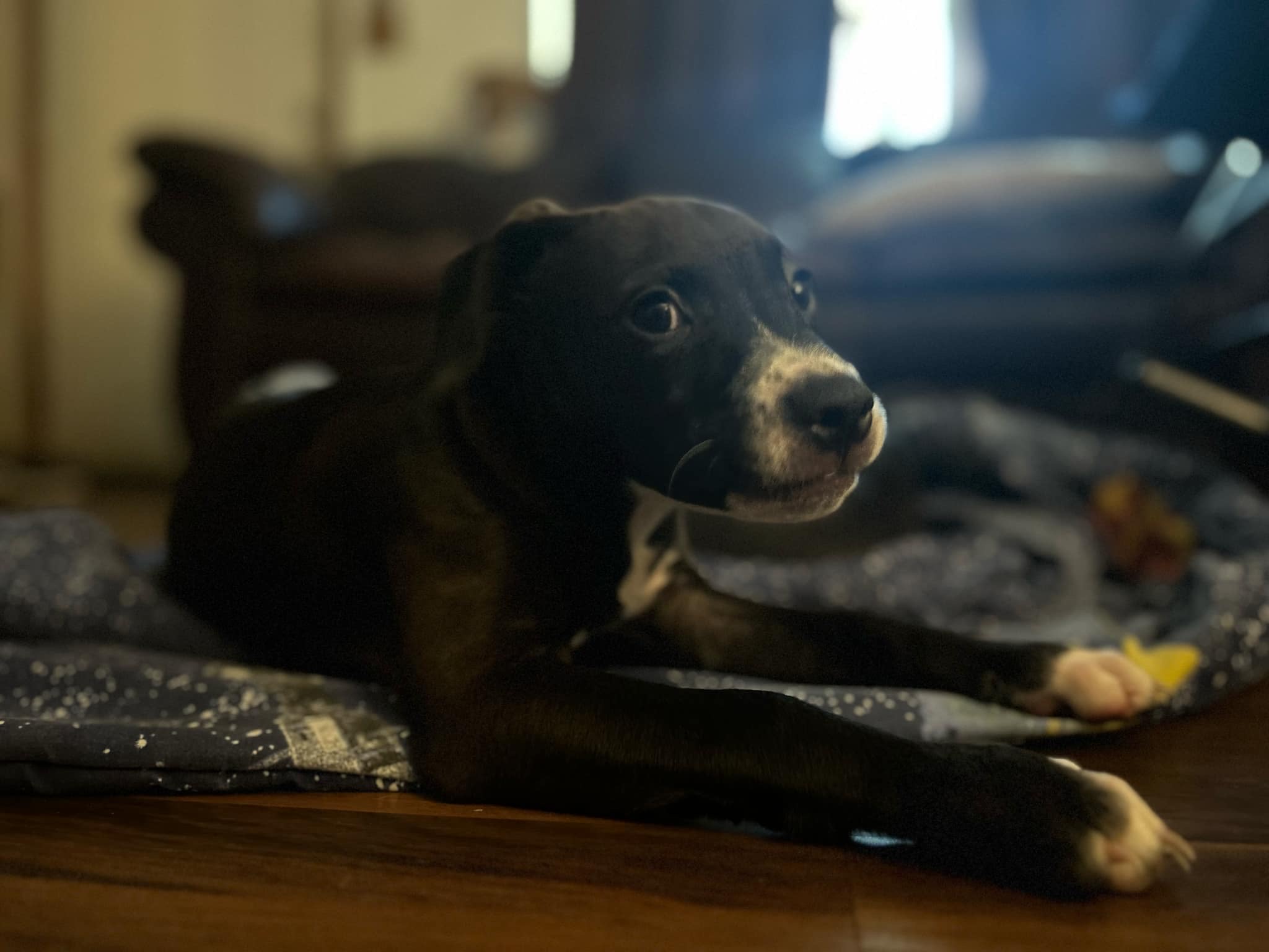 Enlarge Dill, a Adopted Mixed Breed in Wildwood, FL image 5/6