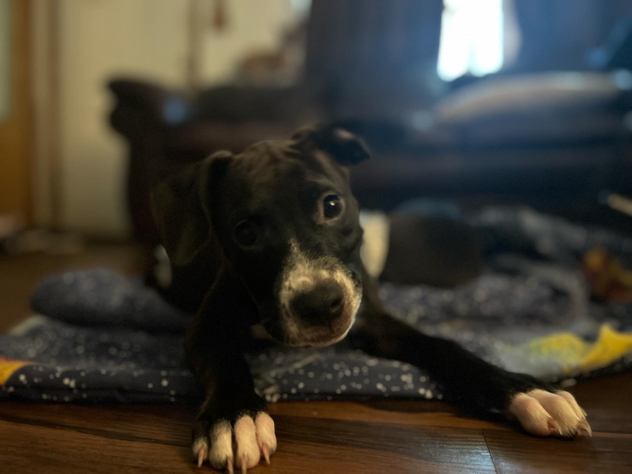 Dill, Adopted, Young Female Mixed Breed.