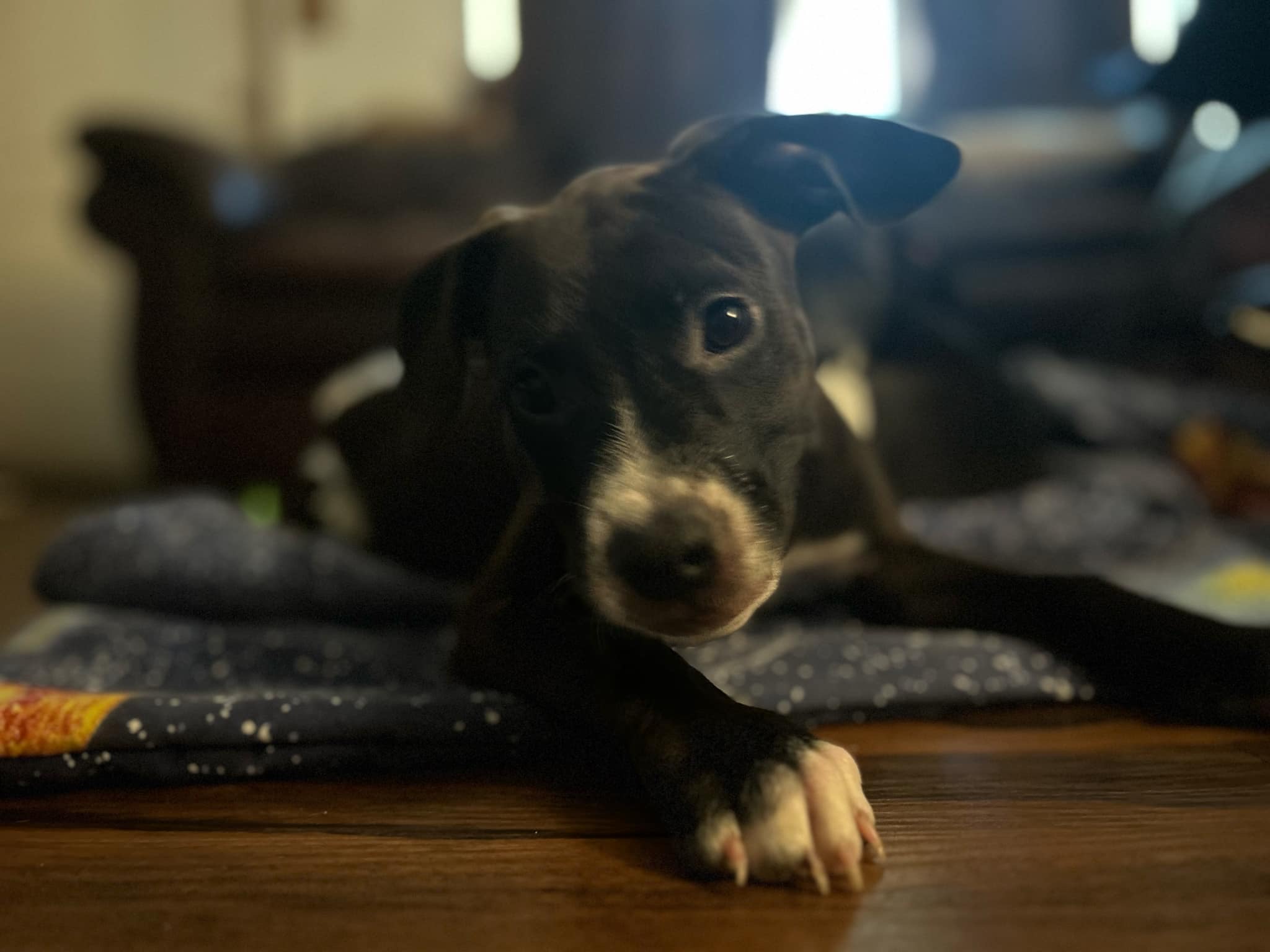 Enlarge Dill, a Adopted Mixed Breed in Wildwood, FL image 6/6