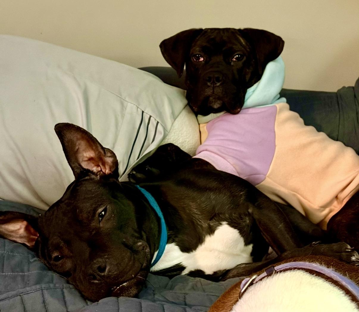 Enlarge Olive, a ADOPTABLE mixed breed in Cleveland, OH image 5/5