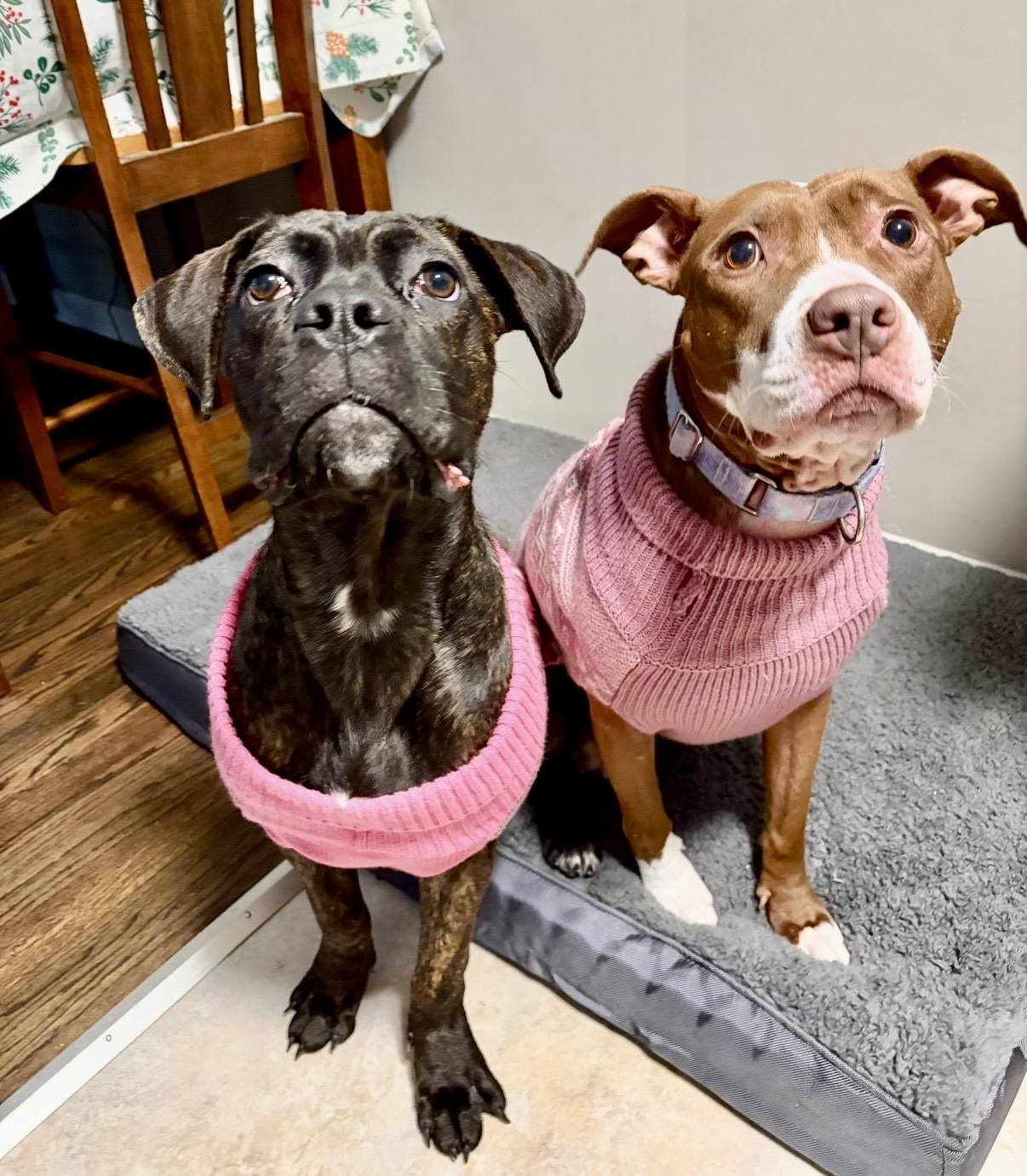 Enlarge Olive, a ADOPTABLE mixed breed in Cleveland, OH image 3/5