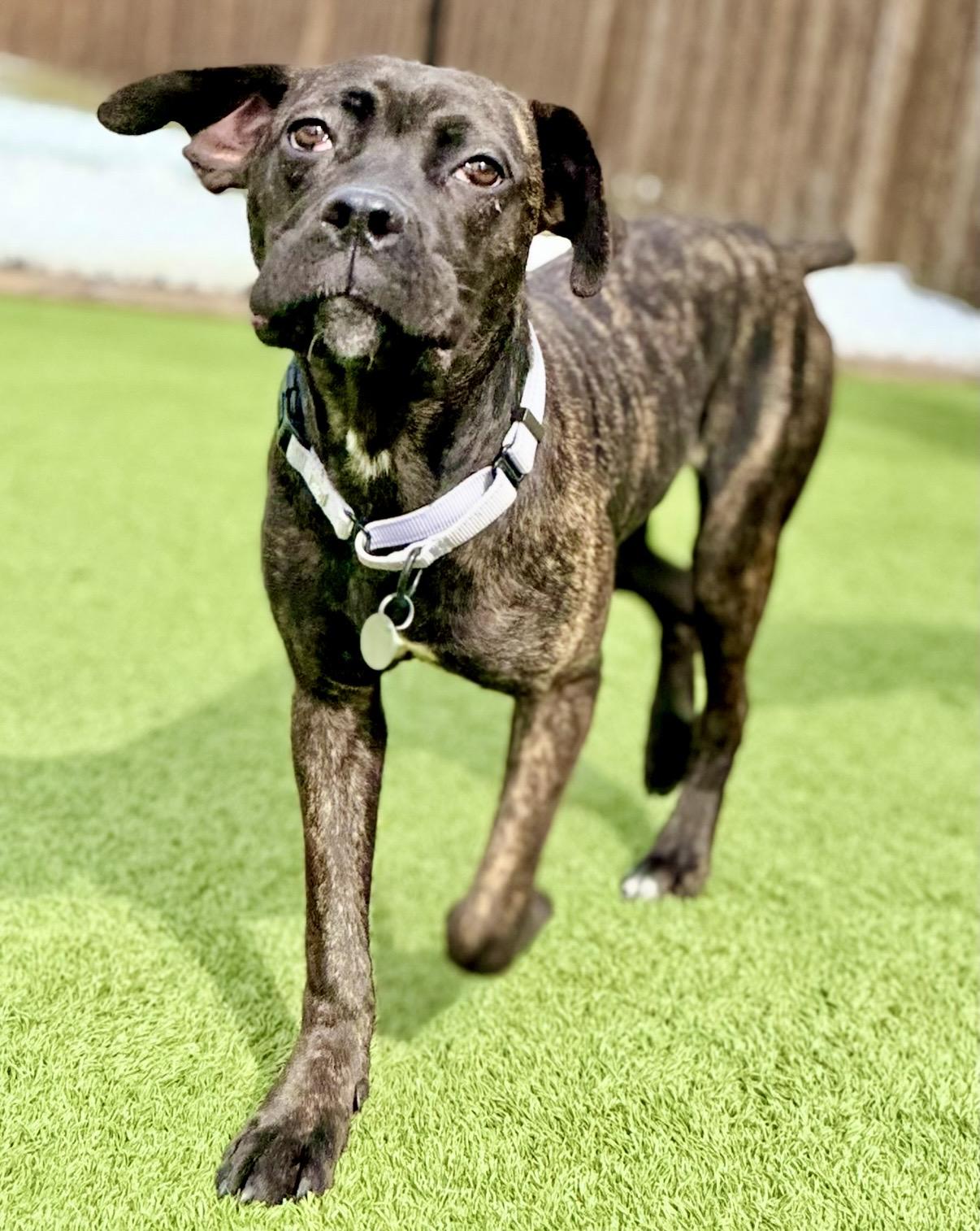 Enlarge Olive, a ADOPTABLE mixed breed in Cleveland, OH image 1/5