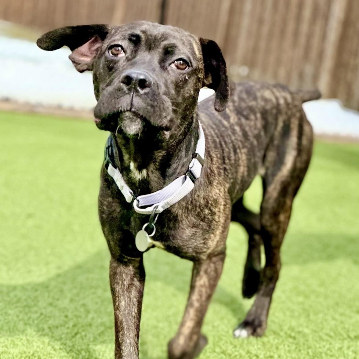 Enlarge Olive, an adopted mixed breed in Cleveland, OH image 1/5