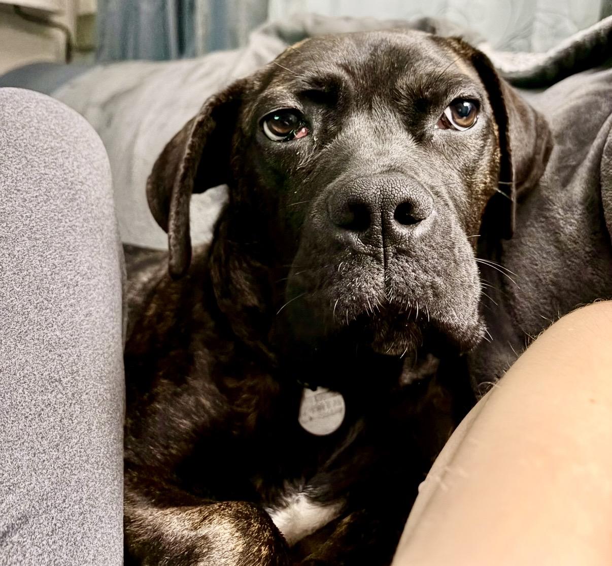 Enlarge Olive, a ADOPTABLE mixed breed in Cleveland, OH image 2/5