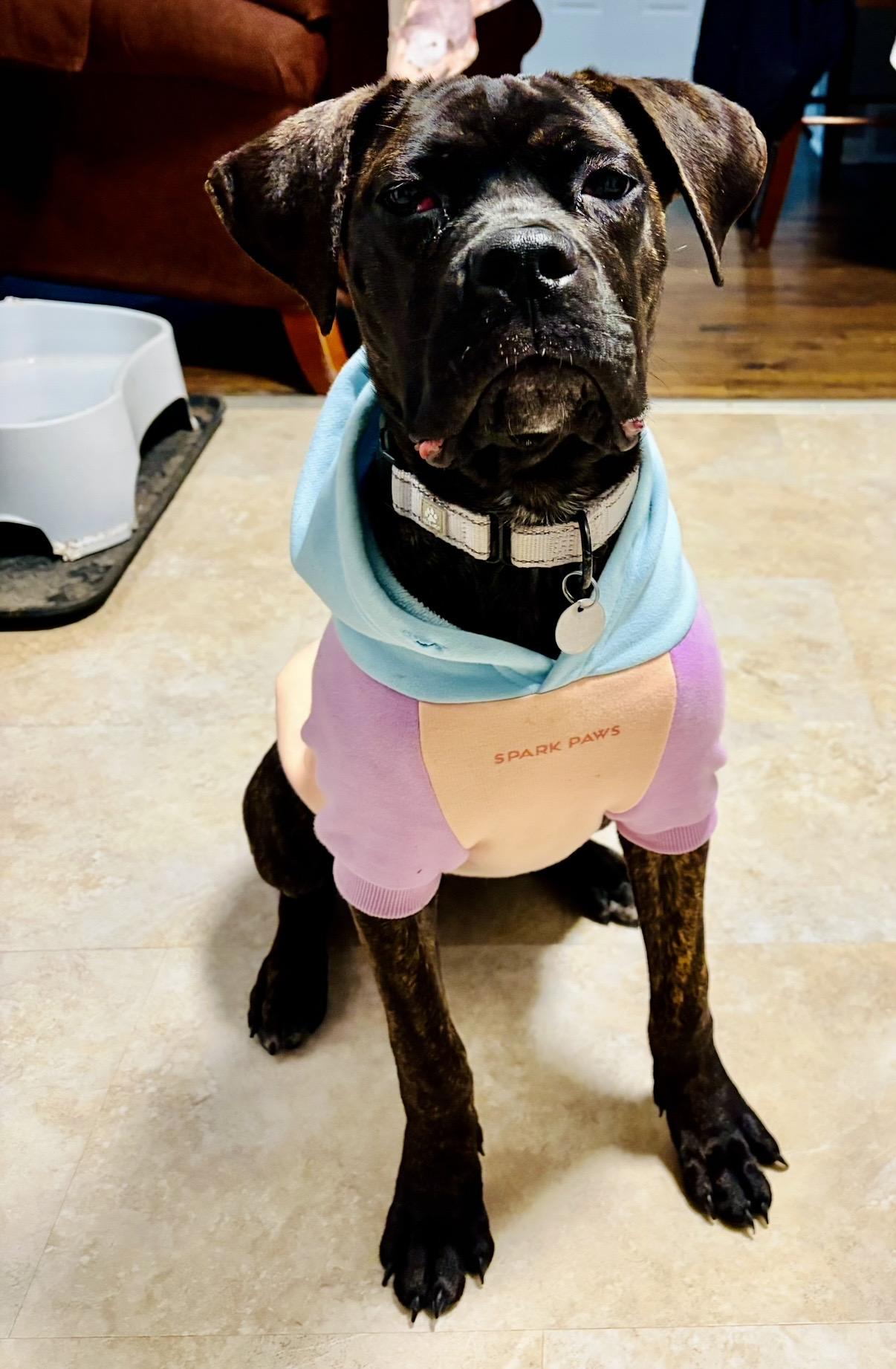 Enlarge Olive, a ADOPTABLE mixed breed in Cleveland, OH image 4/5