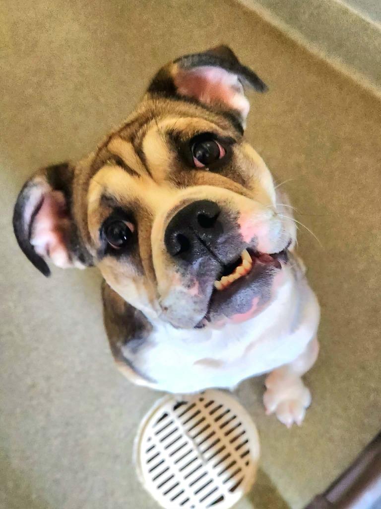 Cup Cake, adopted, Young Female Bull Terrier & Beagle.