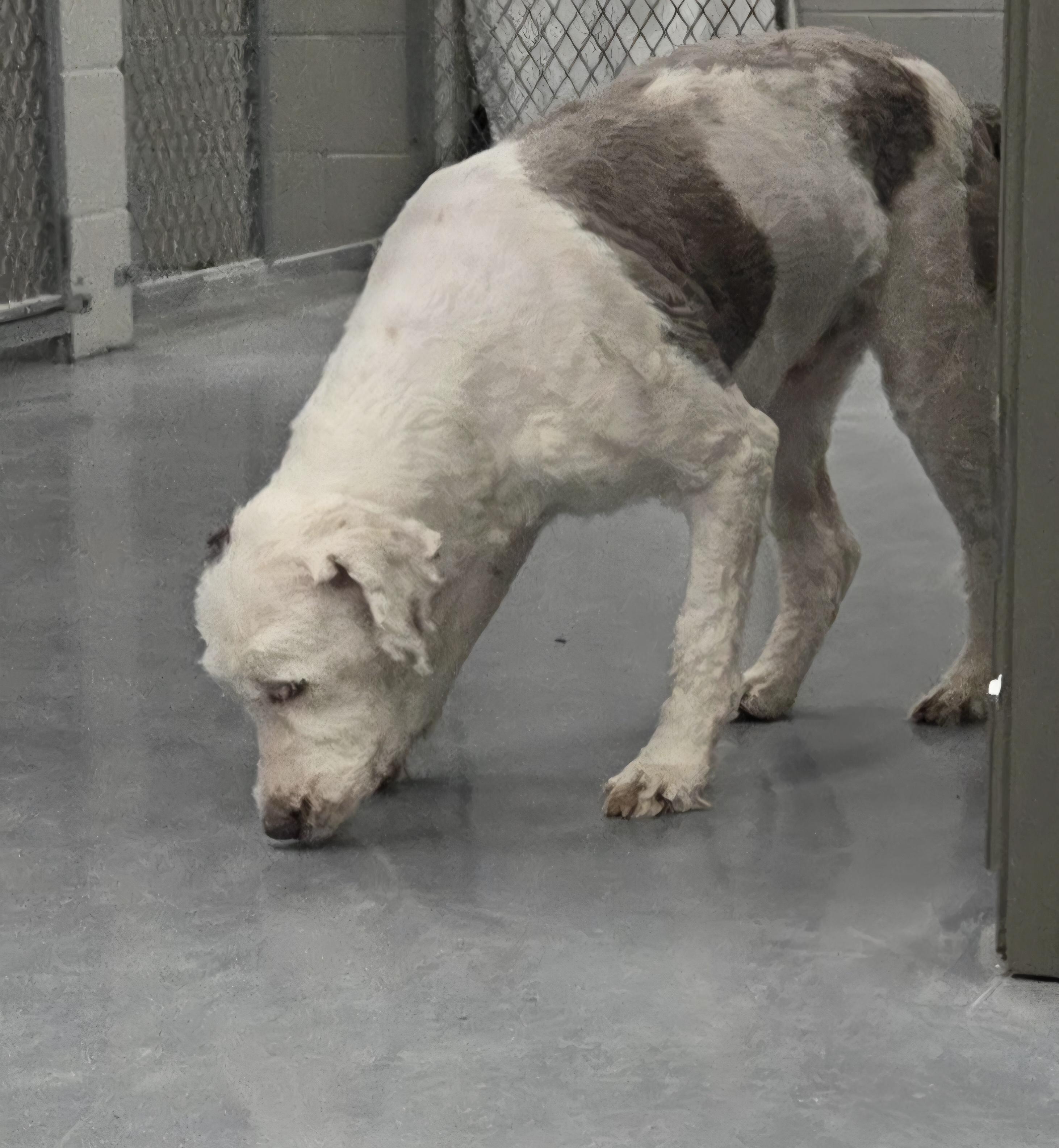 Enlarge DJ, a ADOPTABLE Portuguese Water Dog in Rushville, IN image 2/3