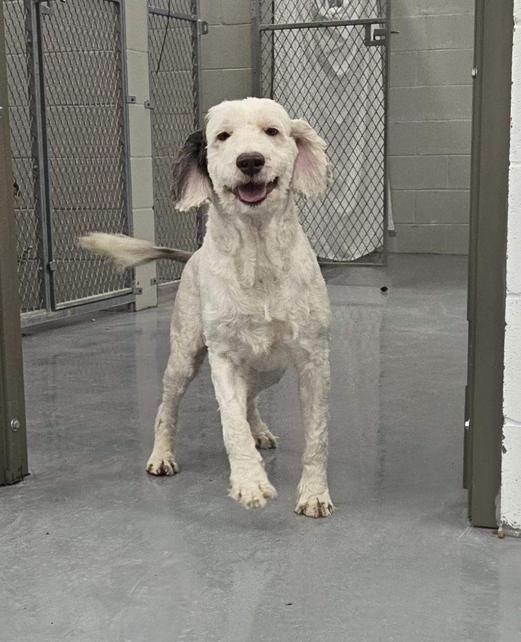 DJ, ADOPTABLE, Adult Male Portuguese Water Dog.