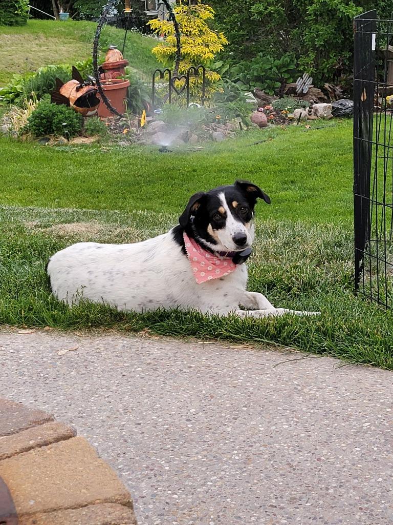 Gypsy & Jaz (Courtesy Post), Adoptable, Adult Male Mixed Breed.