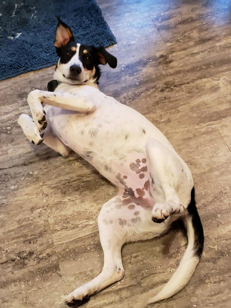 Enlarge Gypsy & Jaz (Courtesy Post), a Adoptable mixed breed in Urbandale, IA image 2/4