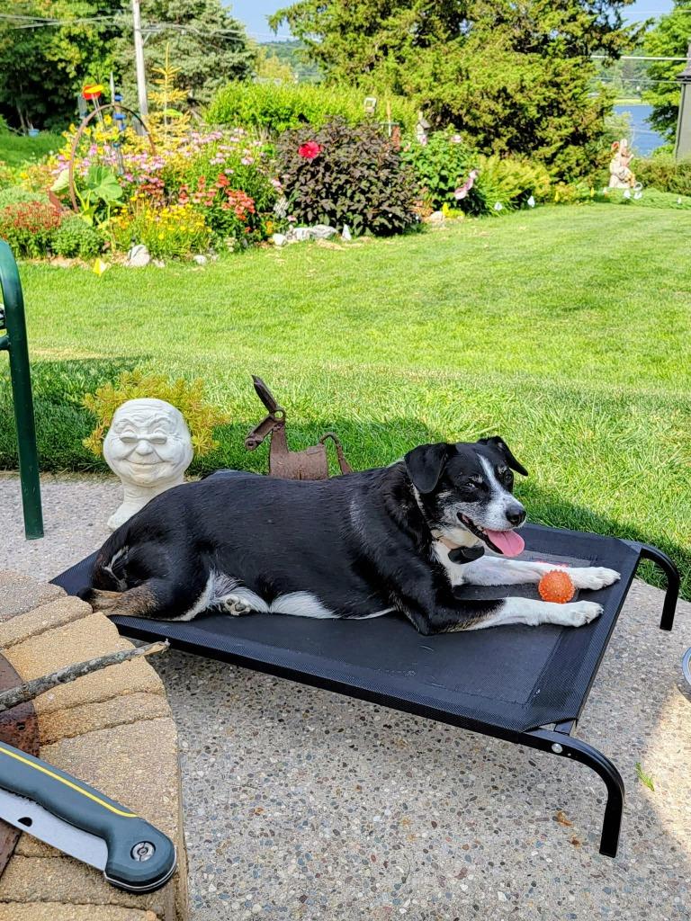 Enlarge Gypsy & Jaz (Courtesy Post), a Adoptable mixed breed in Urbandale, IA image 3/4