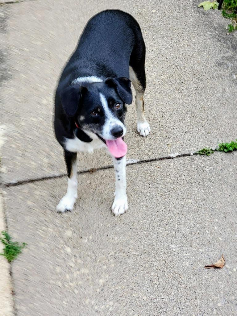 Enlarge Gypsy & Jaz (Courtesy Post), a Adoptable mixed breed in Urbandale, IA image 4/4