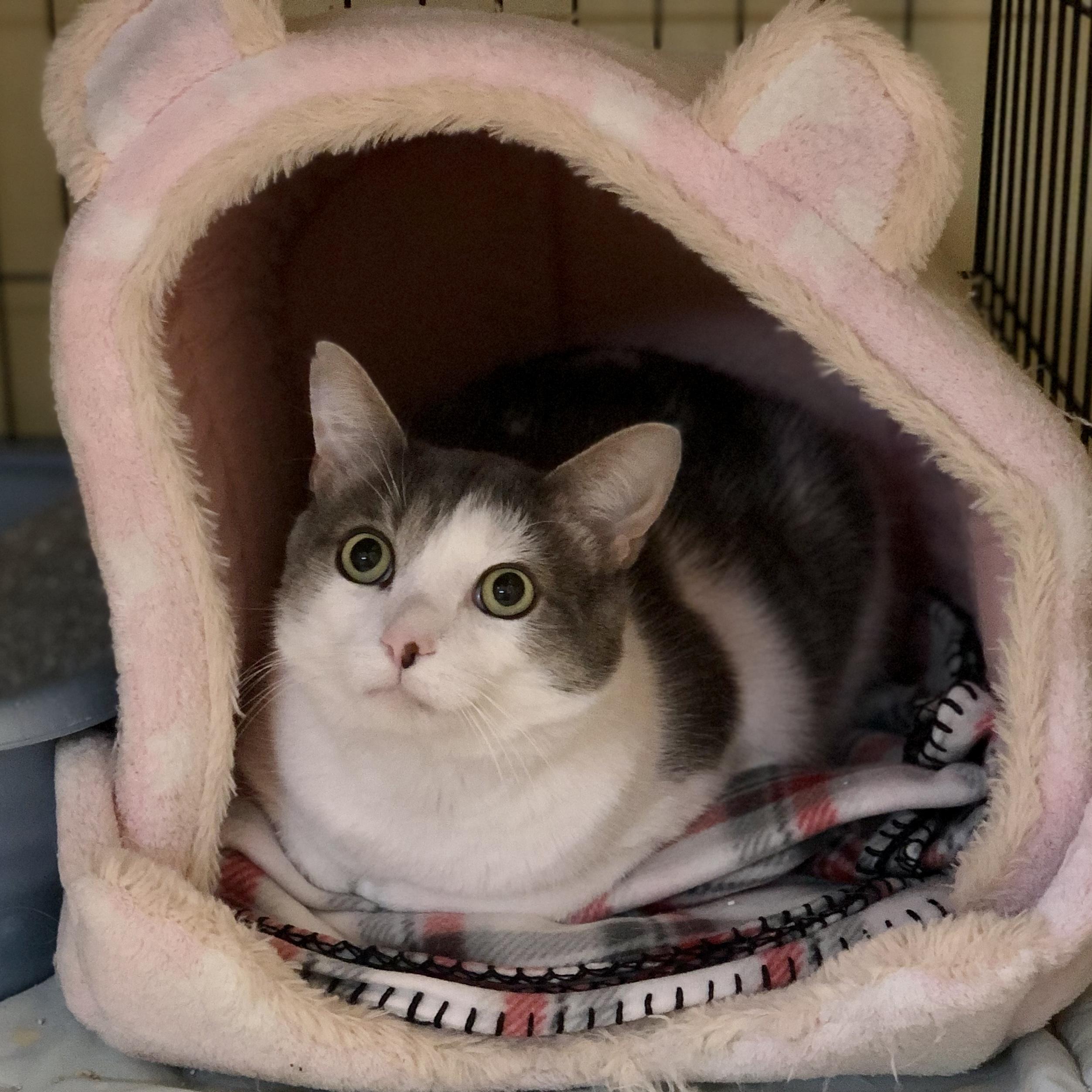 Toby, Adoptable, Young Male Domestic Short Hair.