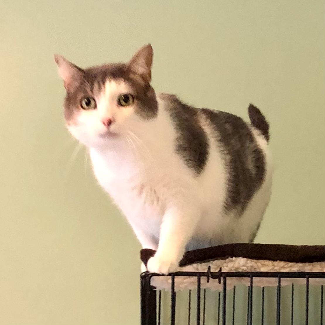 Toby, a Adoptable Domestic Short Hair in Gallatin, TN image 2/2