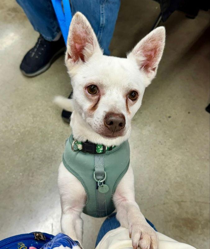 Ace *Adopt or Foster, Adoptable, Young Male Chihuahua.