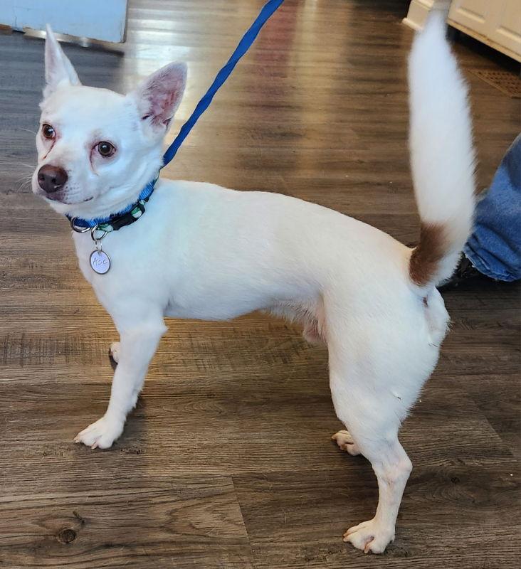Enlarge Ace *Adopt or Foster, a Adoptable Chihuahua in Fairfax, VA image 2/3