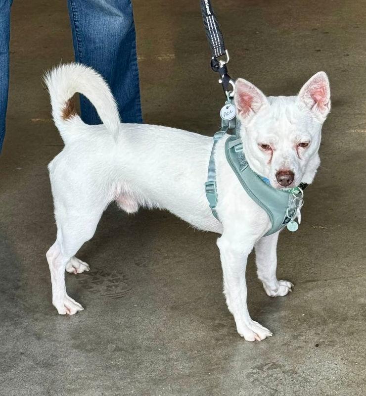 Enlarge Ace *Adopt or Foster, a Adoptable Chihuahua in Fairfax, VA image 3/3